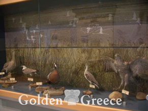 Evros: MUSEUM OF NATURAL HISTORY OF ALEXANDROUPOLI
