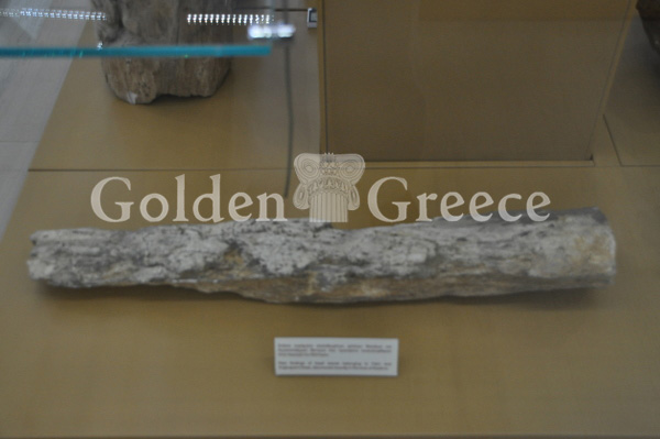 PETRIFIED FOREST MUSEUM | Kastoria | Macedonia | Golden Greece