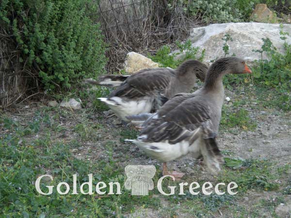 ΜΟΝΗ ΑΓΙΟΥ ΓΕΩΡΓΙΟΥ ΜΑΡΠΗΣΣΑΣ | Πάρος | Κυκλάδες | Golden Greece