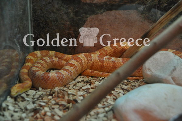 ΜΟΥΣΕΙΟ ΕΡΠΕΤΩΝ | Πέλλα | Μακεδονία | Golden Greece