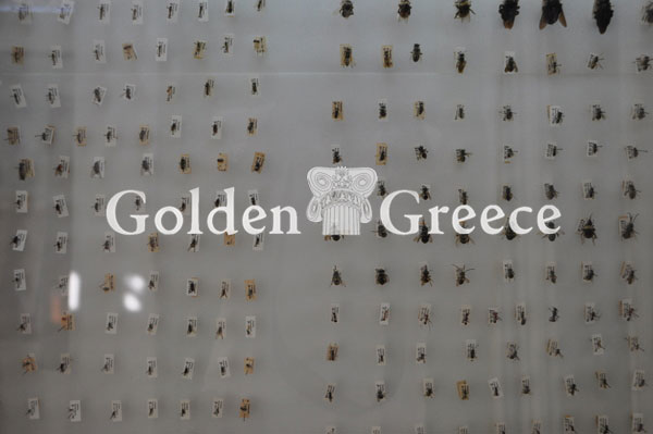 ΜΟΥΣΕΙΟ ΦΥΣΙΚΗΣ ΙΣΤΟΡΙΑΣ | Ρόδος | Δωδεκάνησα | Golden Greece