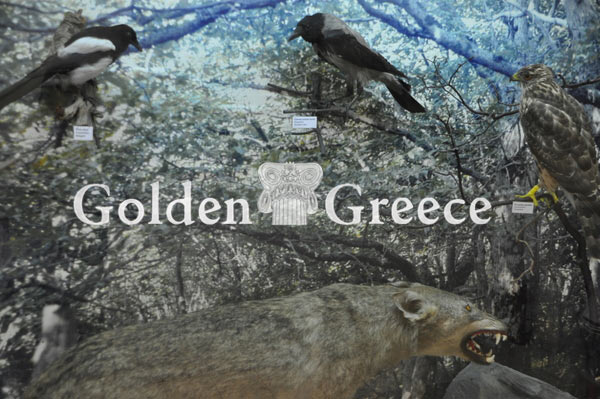 ΜΟΥΣΕΙΟ ΦΥΣΙΚΗΣ ΙΣΤΟΡΙΑΣ | Ρόδος | Δωδεκάνησα | Golden Greece