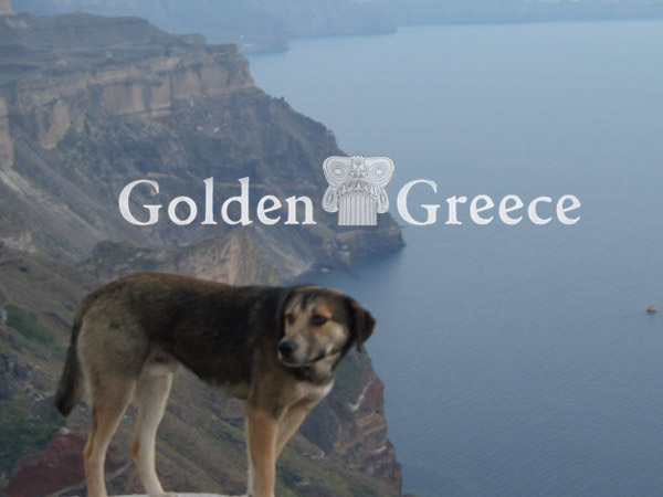 CALDERA | Santorini | Cyclades | Golden Greece