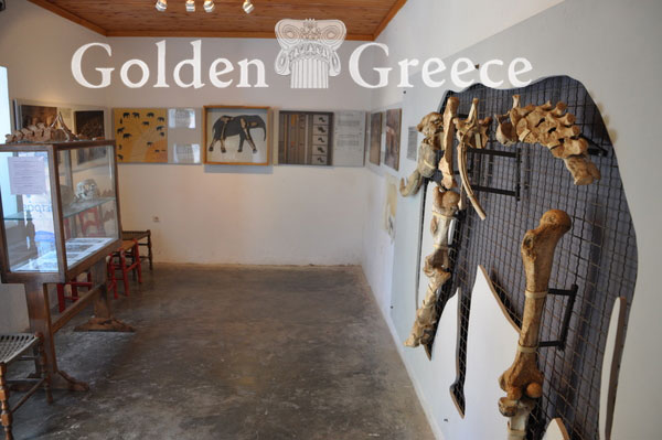 ΠΑΛΑΙΟΝΤΟΛΟΓΙΚΟ ΜΟΥΣΕΙΟ | Τήλος | Δωδεκάνησα | Golden Greece