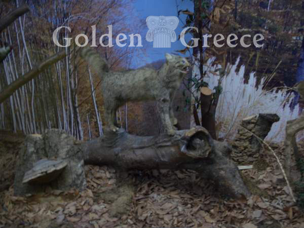 ΜΟΥΣΕΙΟ ΦΥΣΙΚΗΣ ΙΣΤΟΡΙΑΣ | Ξάνθη | Θράκη | Golden Greece