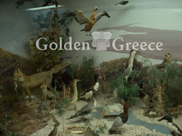 MUSEUM OF NATURAL HISTORY | Xanthi | Thrace | Golden Greece