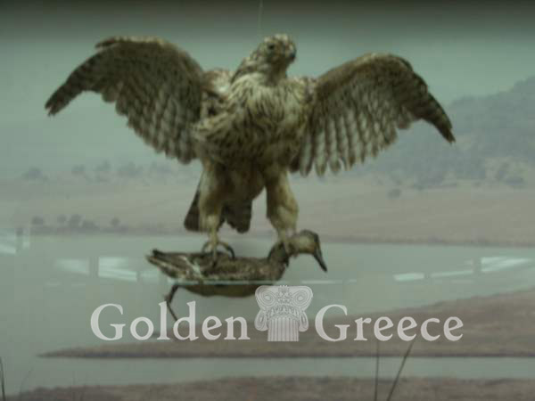 MUSEUM OF NATURAL HISTORY | Xanthi | Thrace | Golden Greece